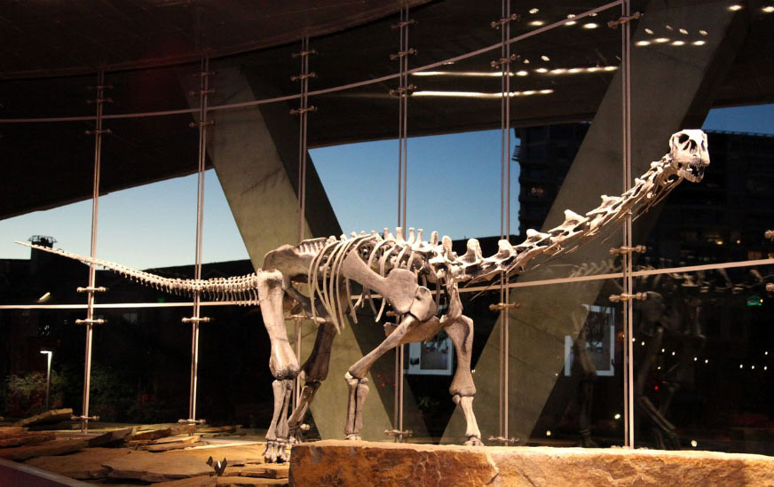 Malawisaurus at the Perot Museum